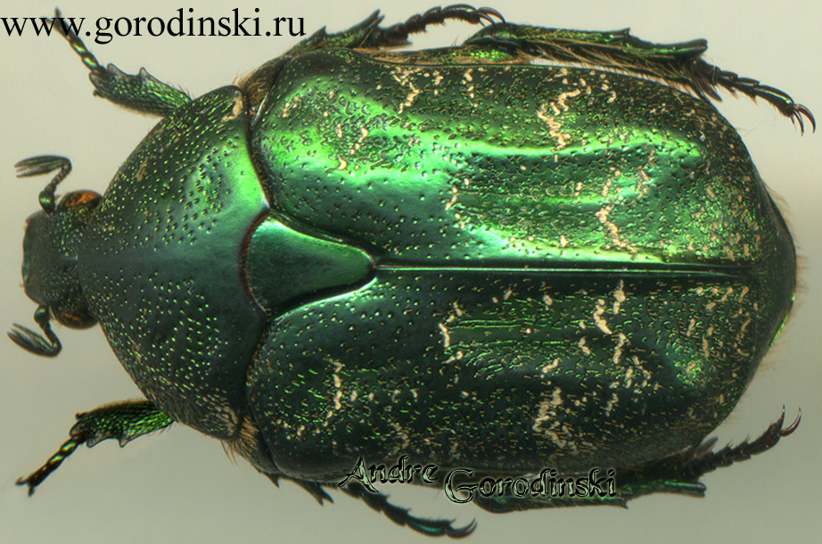 http://www.gorodinski.ru/cetoniidae/Potosia indica.jpg